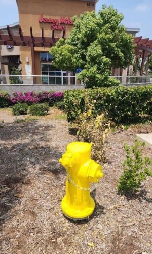 Bright yellow fire hydrant after pressure washing in California landscape.